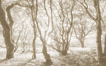 Fotobehang - Bleached Birch 400x250cm - Vliesbehang