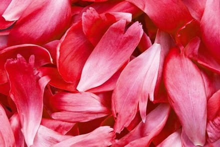Fotobehang - Red Petals 375x250cm - Vliesbehang