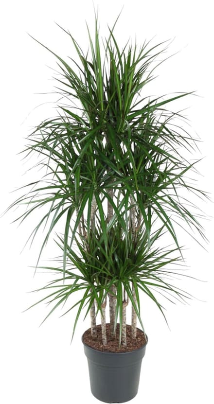 Dracaena Marginata Carrousel - 160 cm - ø31