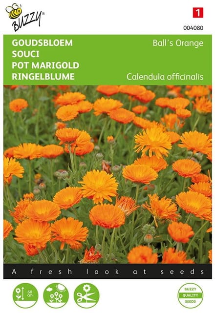 Goudsbloem Balls Orange - Calendula officinalis flore pleno