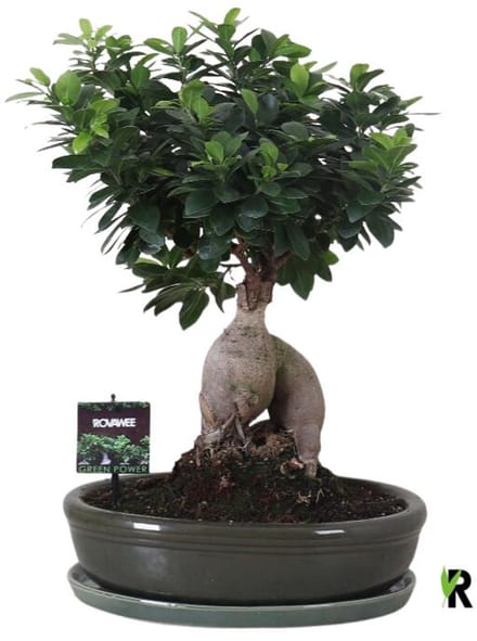 Ficus Microcarpa Ginseng in keramiek ovaal groen 45 cm - Kamerplant - Potmaat Ø35 cm