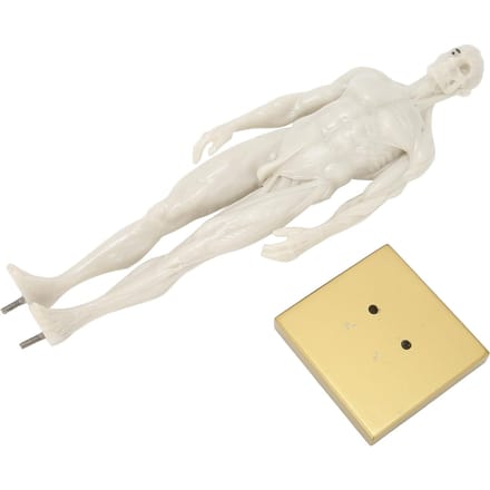 30cm Mannelijk Anatomisch Model Kunst Mannequin Musculoskeletaal Structuur Sculptuur Lichaamsmodel white