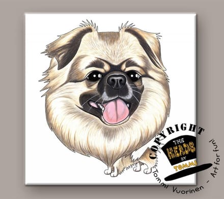 Tegel Hond Tibetaanse Spaniel