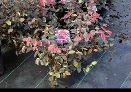 Loropetalum chin. 'Fire Dance' - Heksenstruik 40- 50 cm in pot 10 liter