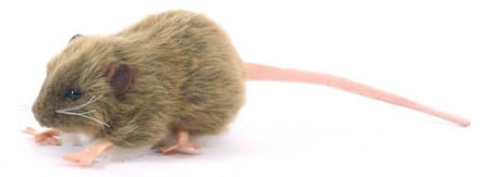 Rat Knuffel bruin, 12 cm, Hansa