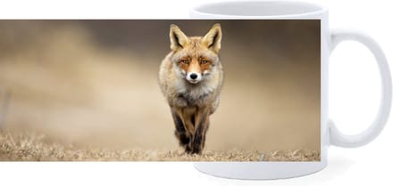 Beker - Vos - Foto - op Pad
