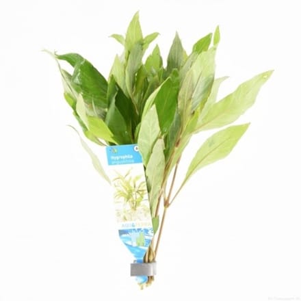 Moerings Hygrophila Angustifolia | In 9CM pot Waterplant