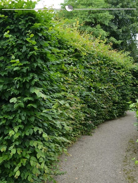 Laurier Prunus Genolia 80-100 cm, 15x Haagplant