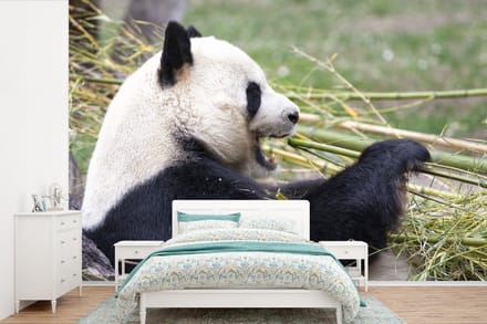 Behang - Fotobehang Pandabeer - Dieren - Bamboe - Breedte 420 cm x hoogte 280 cm