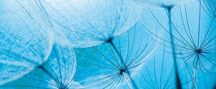 Fotobehang Flower Dandelion | PANORAMIC - 250cm x 104cm | 130g/m2 Vlies