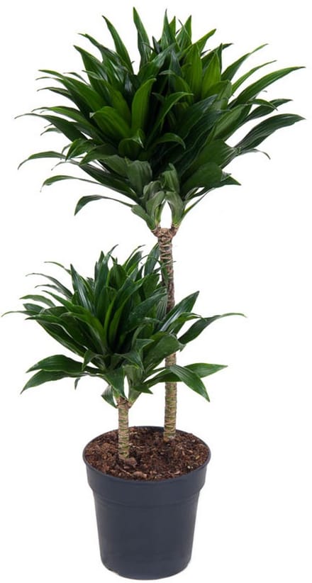 Dracaena Compacta - Hoogte 80cm - Pot 19cm
