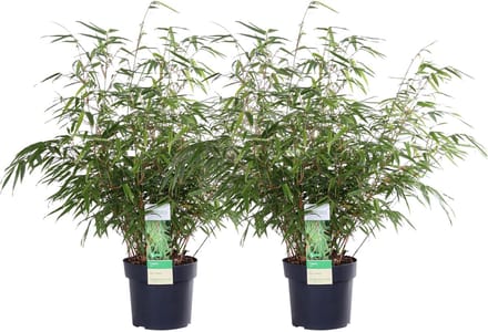 2x Bamboe Fargesia Rufa – Compact – ↨60cm – Ø19cm – Winterhard