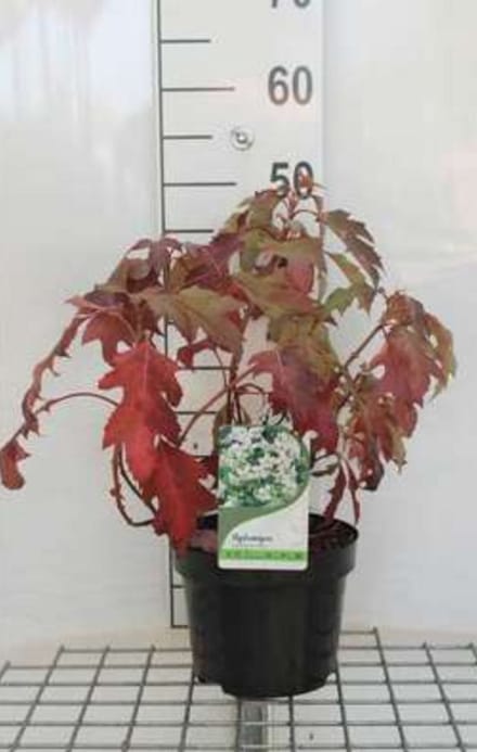 Hydrangea querc. 'Ice Crystal'® - Eikenblad Hortensia 30- 40 cm in pot