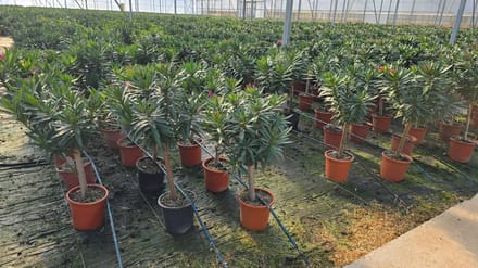 Sunny Tree - Plant - Oleander op stam - Nerium Oleander - Hoogte 80-100 cm - Kleur Rood - Buitenplant
