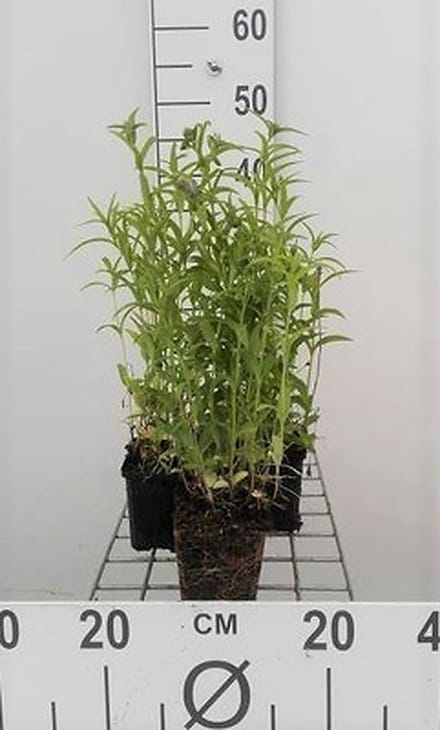 6x Kattekruid - Nepeta nervosa | 9x9 cm pot