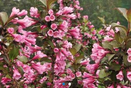 Weigela florida ' Nana Purpurea' - Weigela 30 - 40 cm in pot
