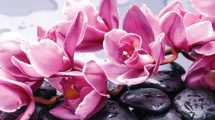 Poster | Roze | 104 x 70,5 cm