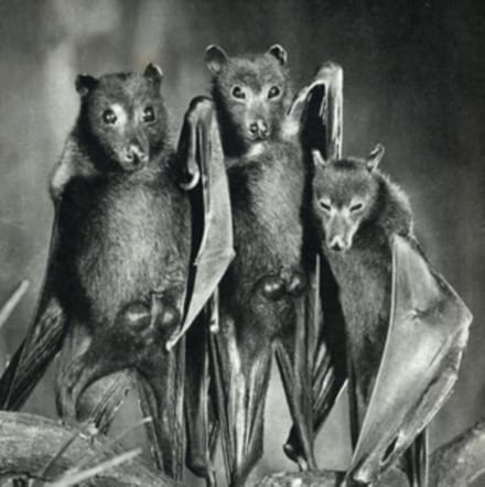 Adzer