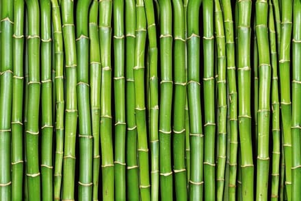 Fotobehang - Bamboo 375x250cm - Vliesbehang