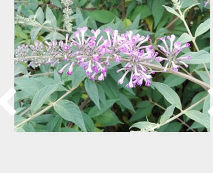 Buddleja 'Argus Velvet' - Vlinderstruik 40 - 60 cm in pot