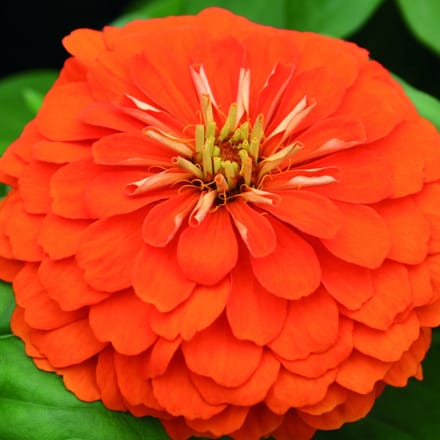 Zinnia Elegans Columbia F1 Orange ca 100 zaden