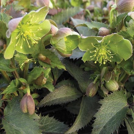6x Nieskruid - Helleborus sternii - Pot 9x9cm