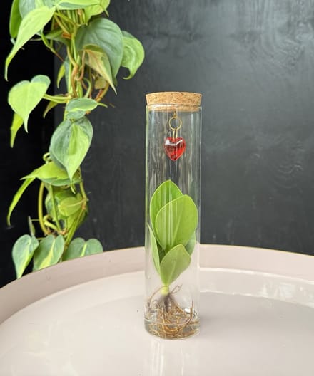 Intenz With Love | Hydroponie | Tubes | plant in glas | Clusia Princess