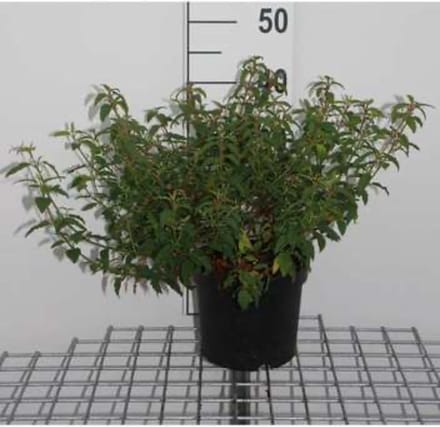 Cistus x hybridus (= corbariensis) - Rotsroos 20 - 25 cm in pot