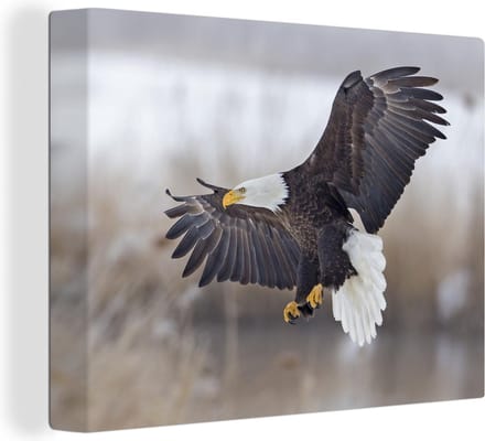 Canvas Schilderij Amerikaanse zeearend - Adelaar - Vogel - 80x60 cm - Wanddecoratie