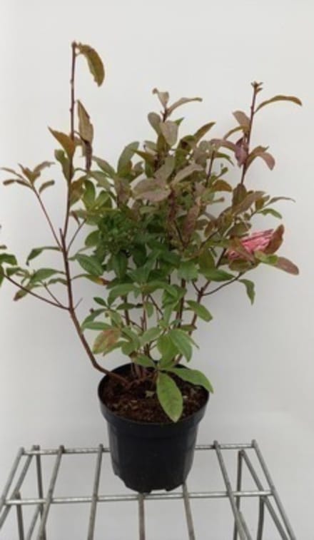 Azalea mollis (roze) - Tuinazalea 40 - 50 cm in pot