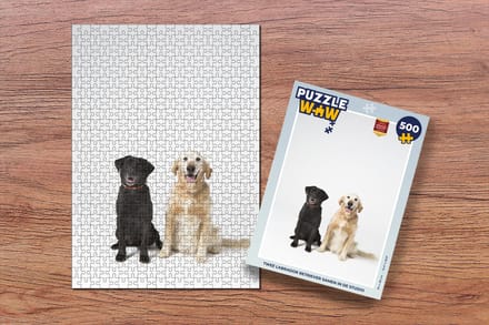 Puzzel Twee Labrador Retriever samen in de studio - Legpuzzel - Puzzel 500 stukjes