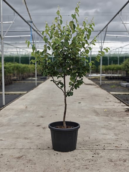 Cydonia Oblonga 'Vranja' - Oude Kweeperenboom - Onderstam Kwee A - 45L pot - ca. 2m