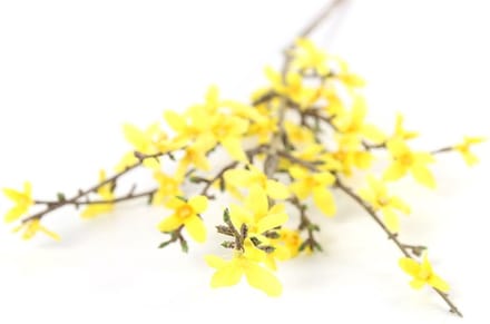Countryfield Kunstbloem Forsythia S geel