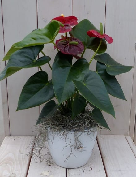 Warentuin natuurlijk - Flamingoplant Anthurium rood in witte pot 4...