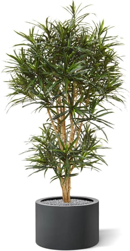 Draceana Reflexa Anita kunstboom 160cm