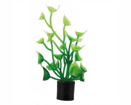 Hobby Plant Cardamine Mini