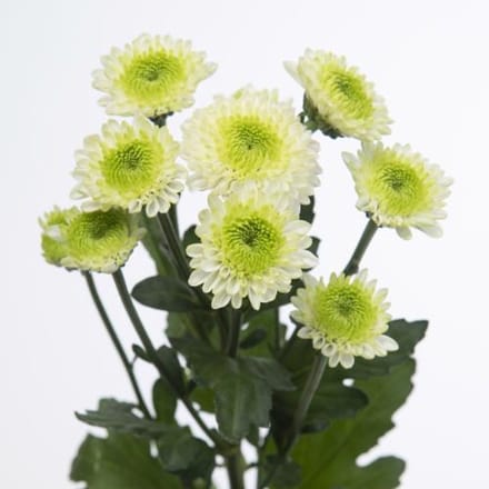 25x Chrysant san.ferry 50cm