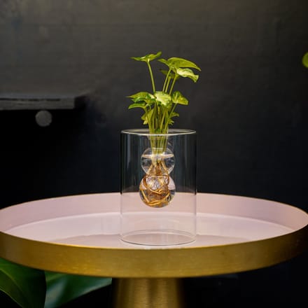 Sydney | stekje op water | Bolletjes |Syngonium Pixie