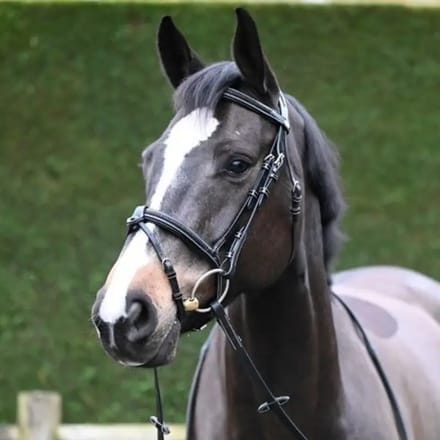 Gecombineerd hoofdstel met neusriem Jump'In Crystal Week