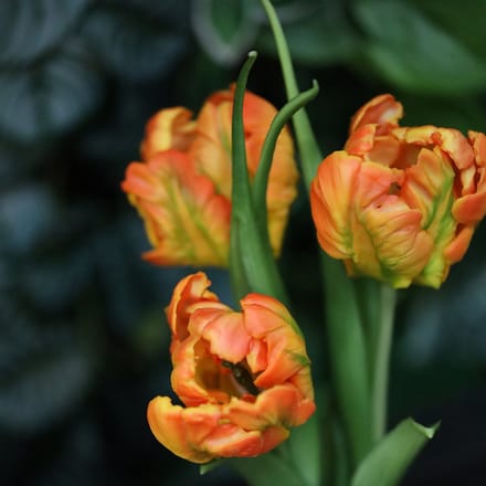 Kunst Tulpenbos RT 40cm Oranje