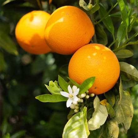 Geurolie - Neroli & Shea Bloesem - 100 ml