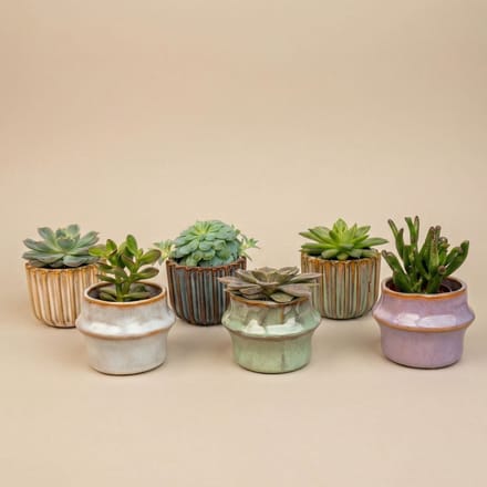 Succulenten Set van 6 in Keramische Mini Potjes Barcelona - ↑ 8–12 cm