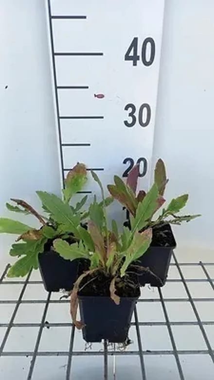 6x Kokardebloem - Gaillardia hybr. 'Amber Wheels' | 9x9 cm pot