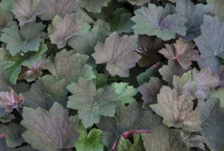 6x Damastbloem - Heuchera hybr. 'Brownies' | 9x9 cm pot