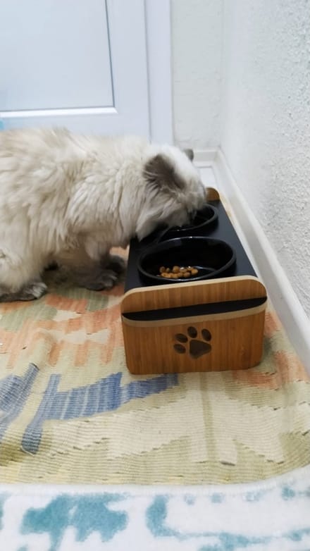 MONTKIARA Houten keramische katten- en hondenvoer- en watercontainer