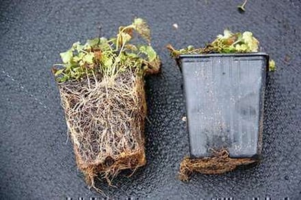 6x Klokje - Campanula latifolia 'Macrantha' | 9x9 cm pot