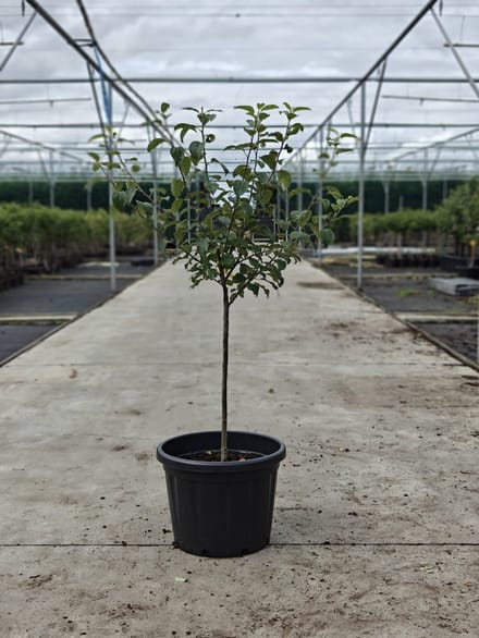 Malus domestica - Oude Appelboom 'James Grieve' - Onderstam M111 - 45L pot - ca. 2m