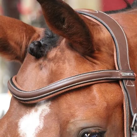 Frontaal voor paard Jump'In New York