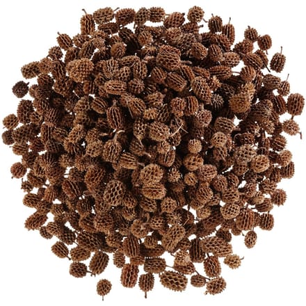 Casuarina kegels