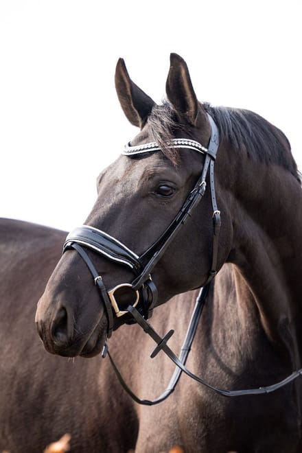 HB Hoofdstel It is So Special Zwart/Zilver - Full | Rood | Hoofdstel paard